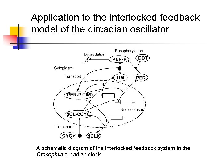 Application to the interlocked feedback model of the circadian oscillator A schematic diagram of