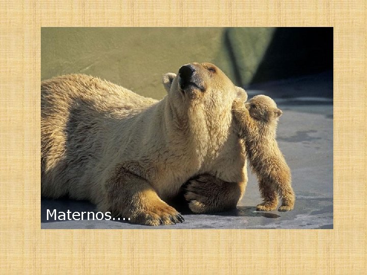 Maternos. . 