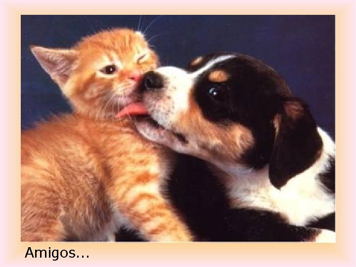 Amigos. . . 