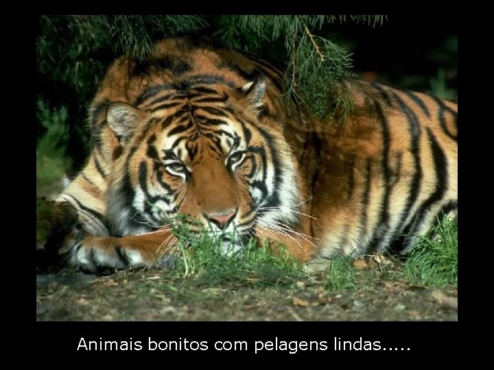 Animais bonitos com pelagens lindas. . . 