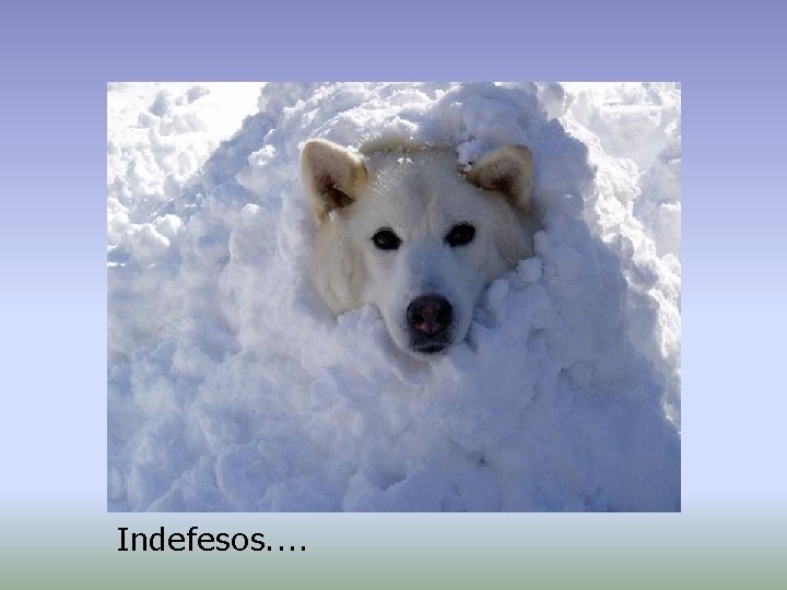 Indefesos. . 