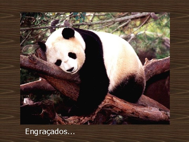 Engraçados. . . 