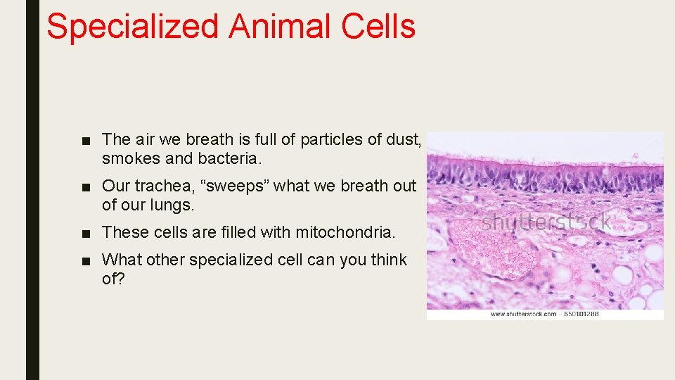 Specialized Animal Cells ■ The air we breath is full of particles of dust,