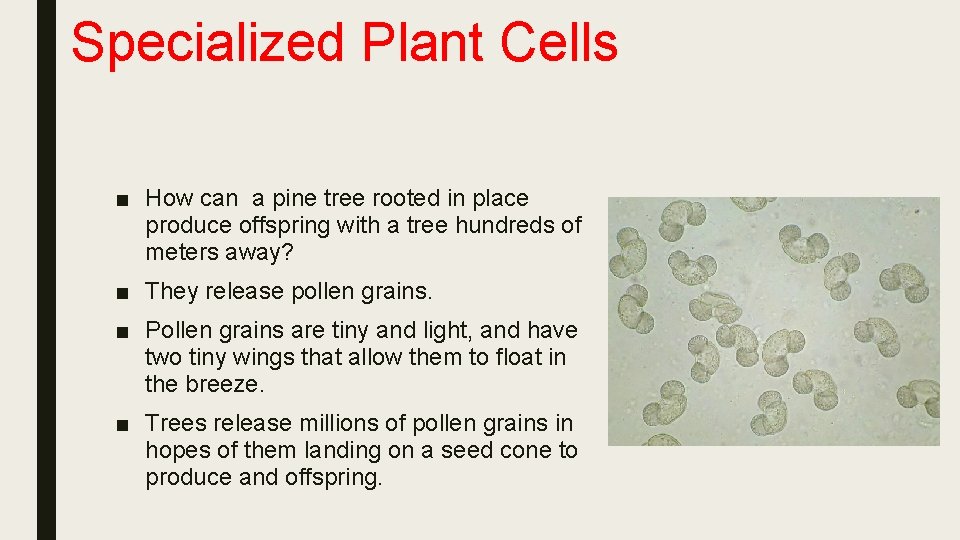 Specialized Plant Cells ■ How can a pine tree rooted in place produce offspring