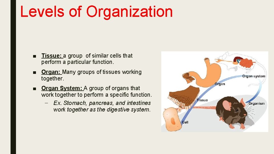 Levels of Organization ■ Tissue: a group of similar cells that perform a particular