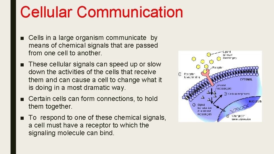 Cellular Communication ■ Cells in a large organism communicate by means of chemical signals