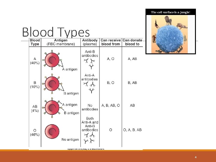 Blood Types 4 