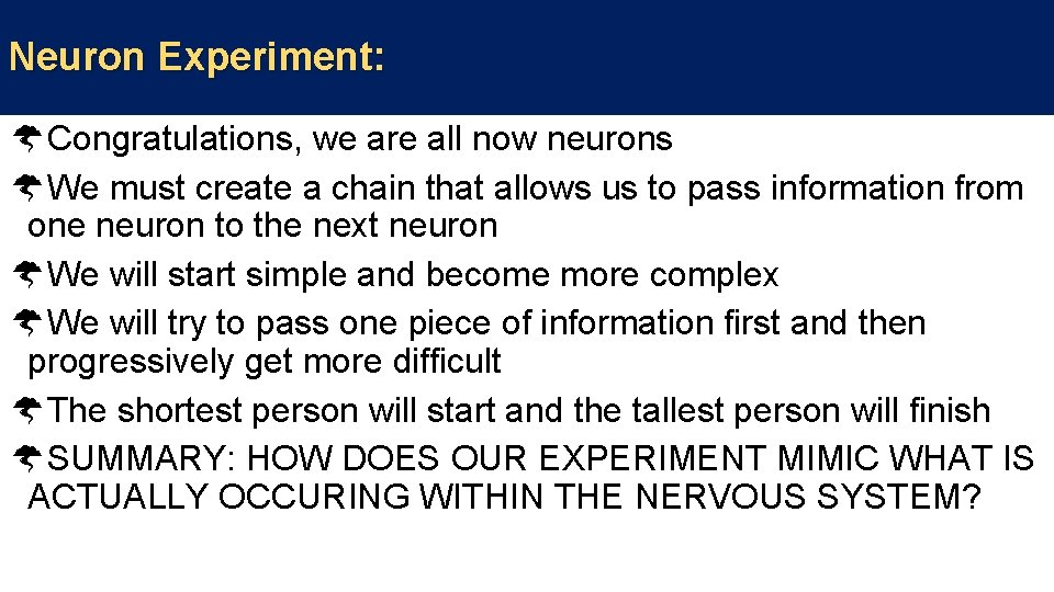 Neuron Experiment: Congratulations, we are all now neurons We must create a chain that