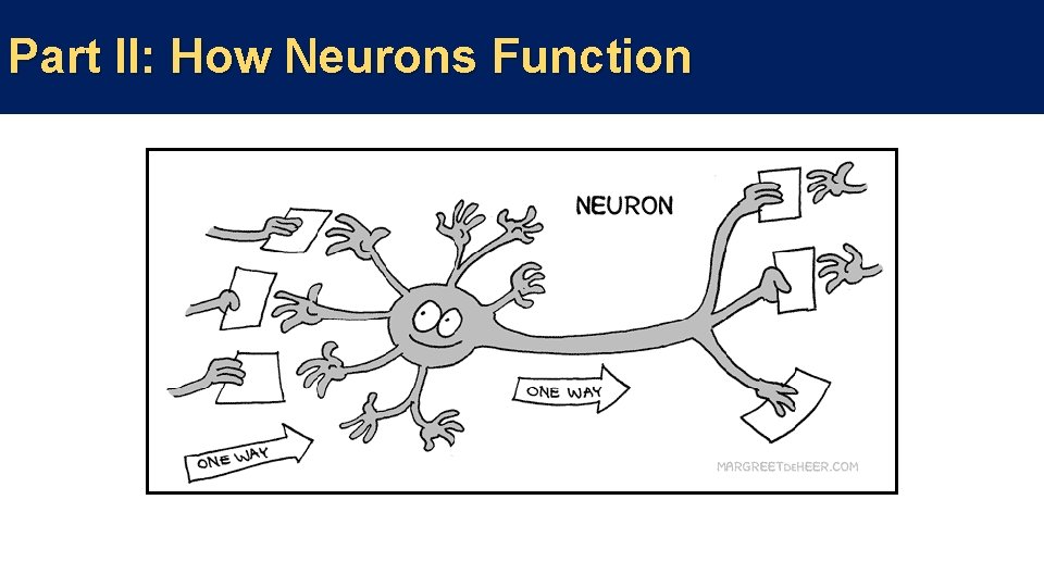 Part II: How Neurons Function 