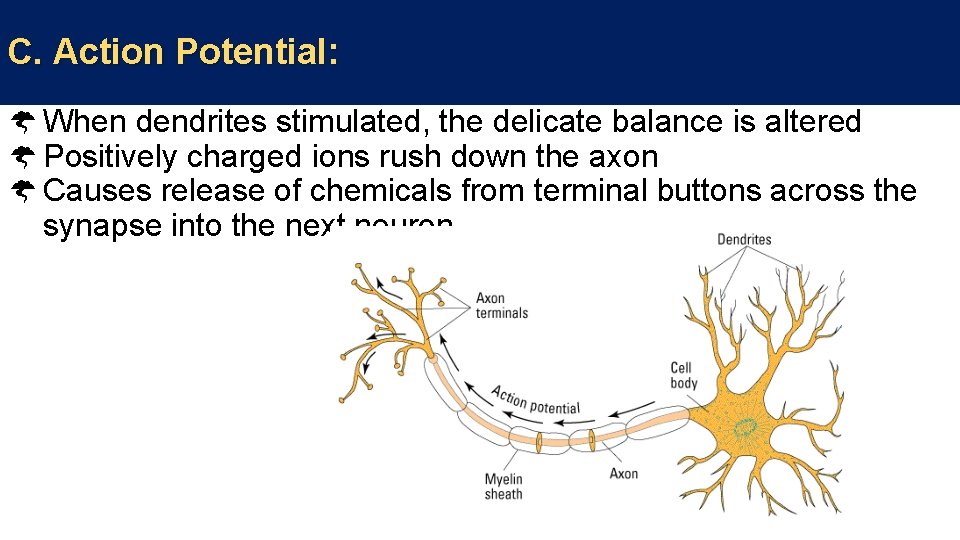 C. Action Potential: When dendrites stimulated, the delicate balance is altered Positively charged ions