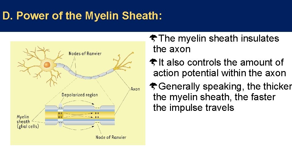 D. Power of the Myelin Sheath: The myelin sheath insulates the axon It also