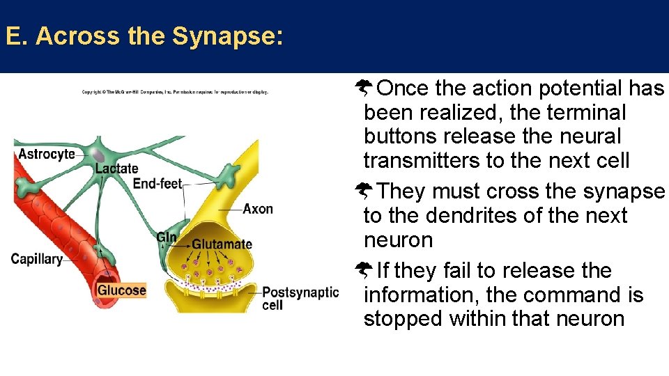 E. Across the Synapse: Once the action potential has been realized, the terminal buttons