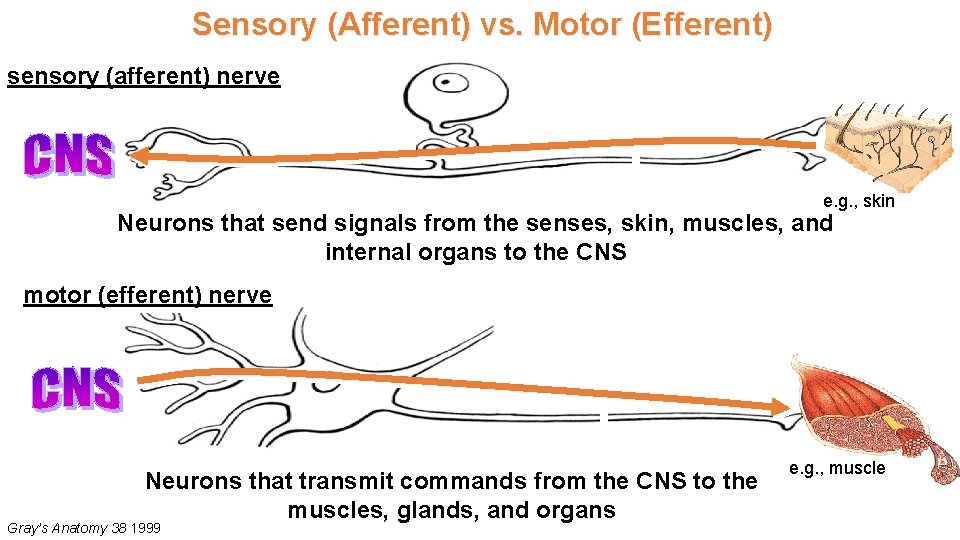 Sensory (Afferent) vs. Motor (Efferent) sensory (afferent) nerve e. g. , skin Neurons that