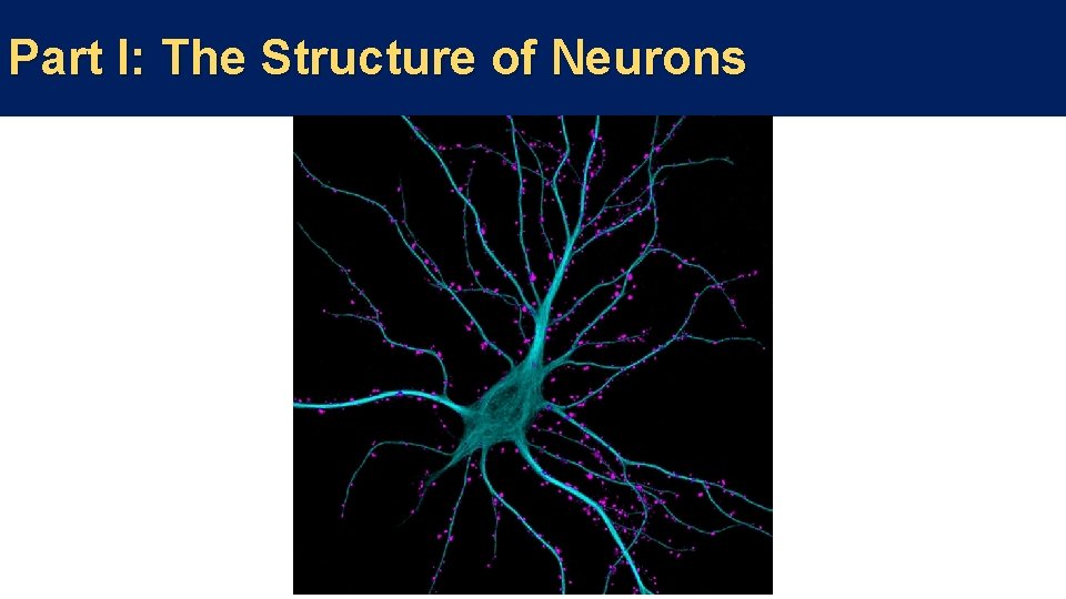 Part I: The Structure of Neurons 