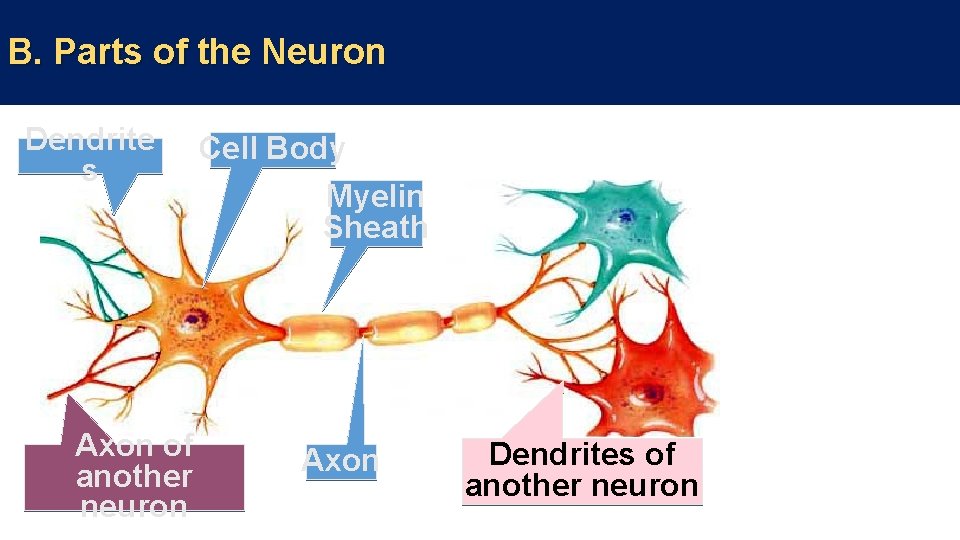 B. Parts of the Neuron Dendrite s Axon of another neuron Cell Body Myelin