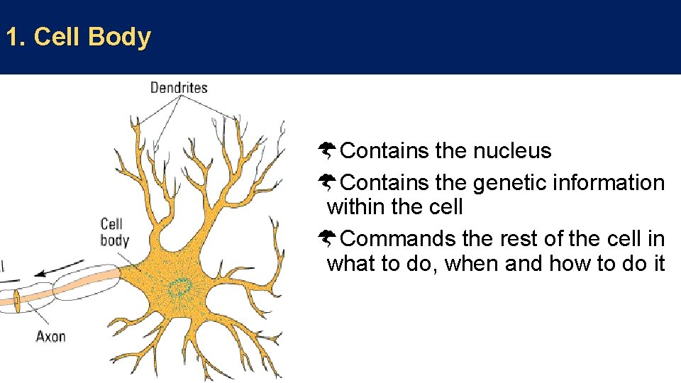 1. Cell Body Contains the nucleus Contains the genetic information within the cell Commands