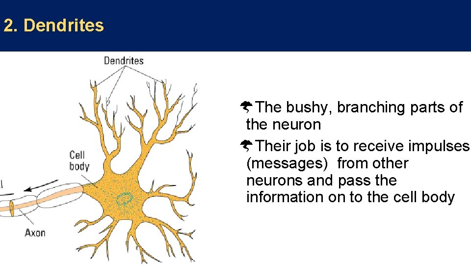 2. Dendrites The bushy, branching parts of the neuron Their job is to receive