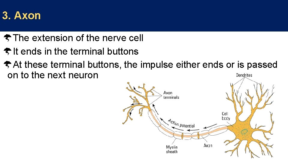 3. Axon The extension of the nerve cell It ends in the terminal buttons