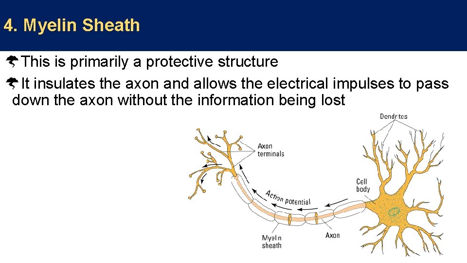 4. Myelin Sheath This is primarily a protective structure It insulates the axon and