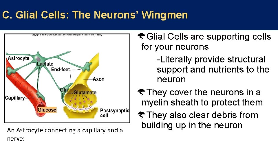 C. Glial Cells: The Neurons’ Wingmen Glial Cells are supporting cells An Astrocyte connecting