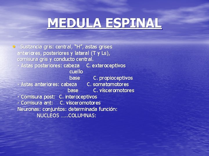 MEDULA ESPINAL • Sustancia gris: central, “H”, astas grises anteriores, posteriores y lateral (T