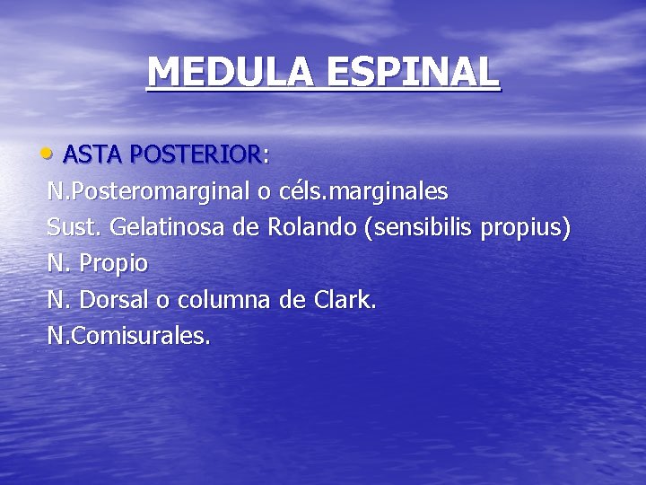 MEDULA ESPINAL • ASTA POSTERIOR: N. Posteromarginal o céls. marginales Sust. Gelatinosa de Rolando