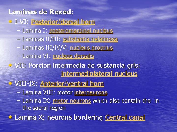 Laminas de Rexed: • I-VI: Posterior/dorsal horn – – Lamina I: posteromarginal nucleus Laminas
