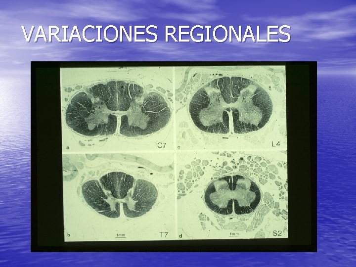 VARIACIONES REGIONALES 