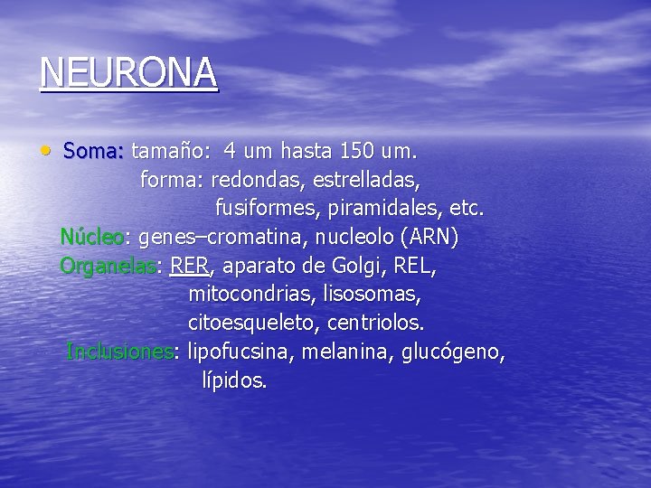 NEURONA • Soma: tamaño: 4 um hasta 150 um. forma: redondas, estrelladas, fusiformes, piramidales,