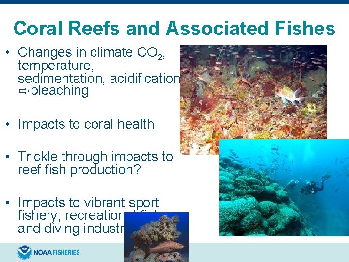 Coral Reefs and Associated Fishes • Changes in climate CO 2, temperature, sedimentation, acidification