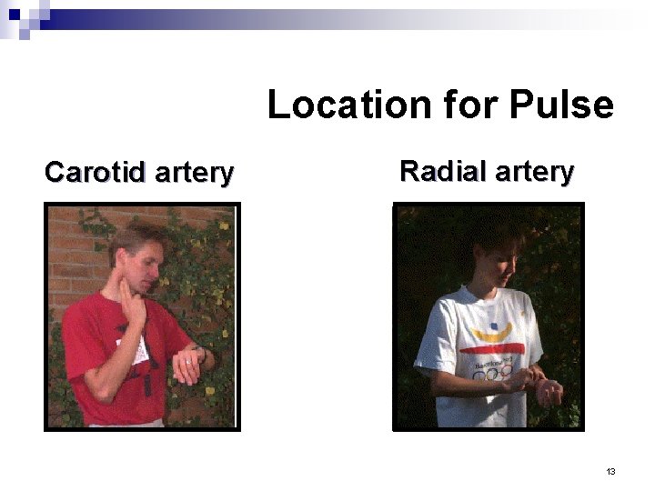 Location for Pulse Carotid artery Radial artery 13 