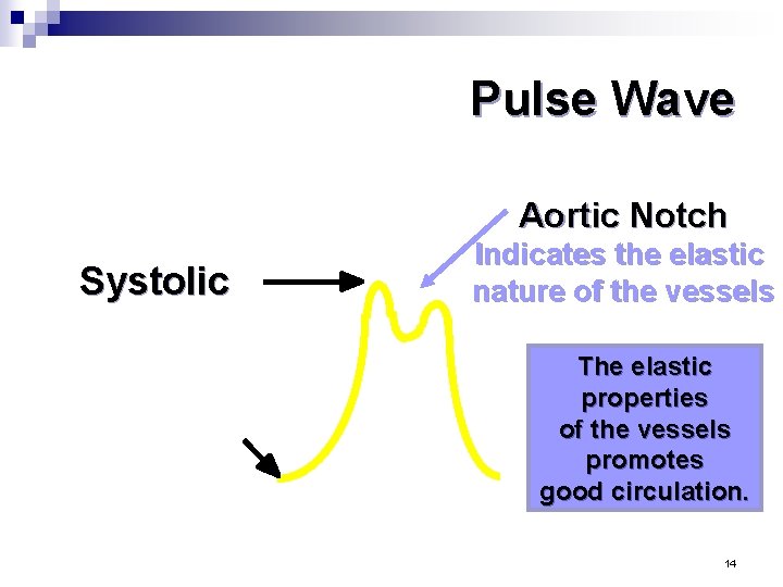 Pulse Wave Aortic Notch Systolic Diastolic Indicates the elastic nature of the vessels The