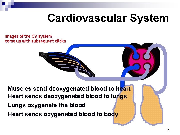 Cardiovascular System Images of the CV system come up with subsequent clicks Muscles send