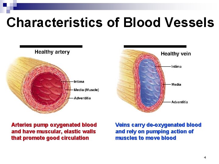 Characteristics of Blood Vessels Arteries pump oxygenated blood and have muscular, elastic walls that