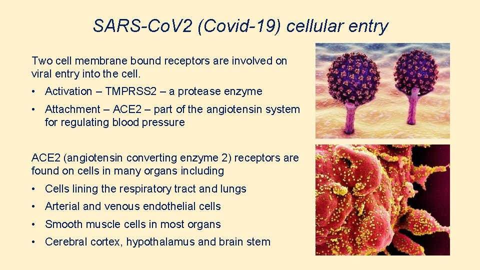SARS-Co. V 2 (Covid-19) cellular entry Two cell membrane bound receptors are involved on