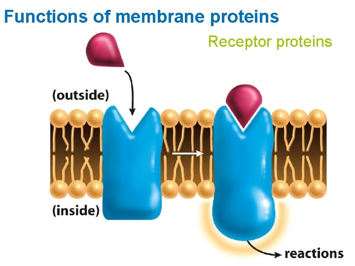 Functions of membrane proteins Receptor proteins 