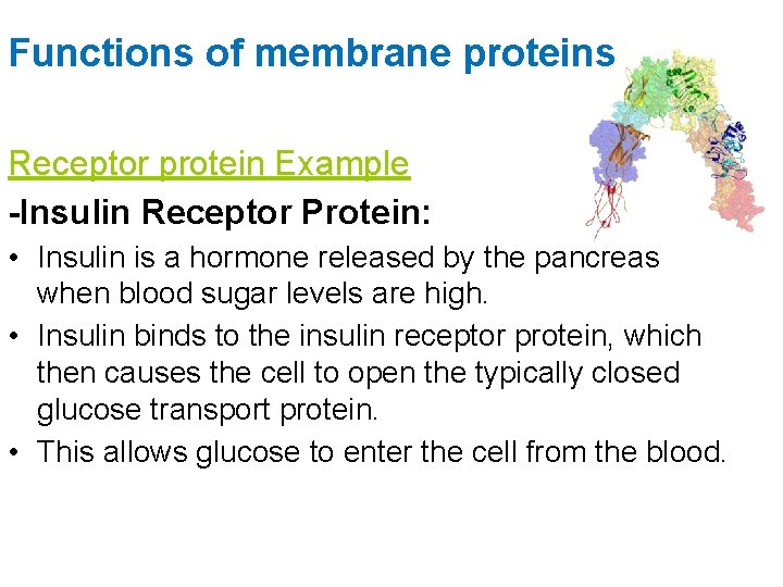 Functions of membrane proteins Receptor protein Example -Insulin Receptor Protein: • Insulin is a