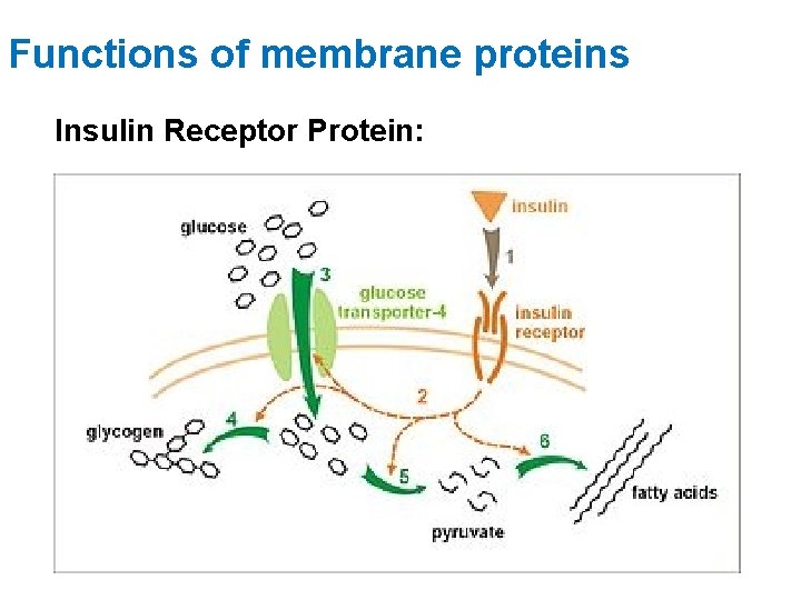 Functions of membrane proteins Insulin Receptor Protein: 