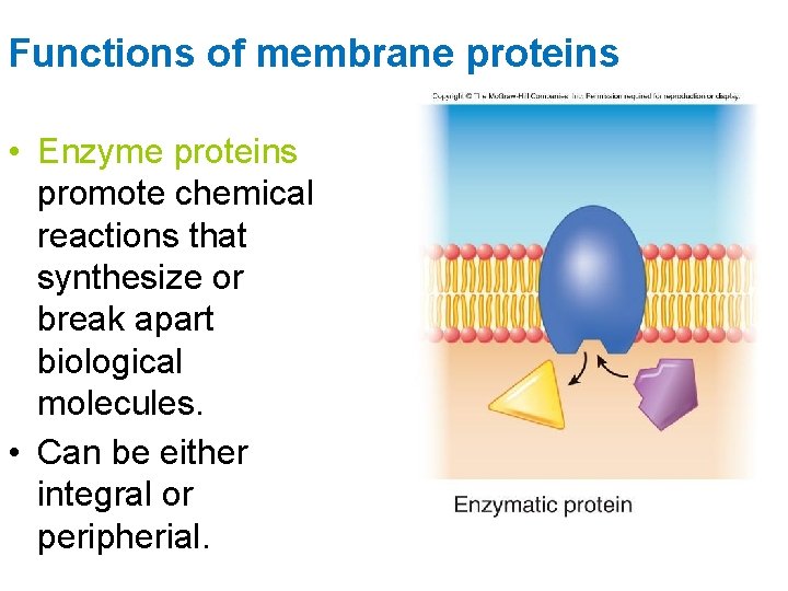 Functions of membrane proteins • Enzyme proteins promote chemical reactions that synthesize or break