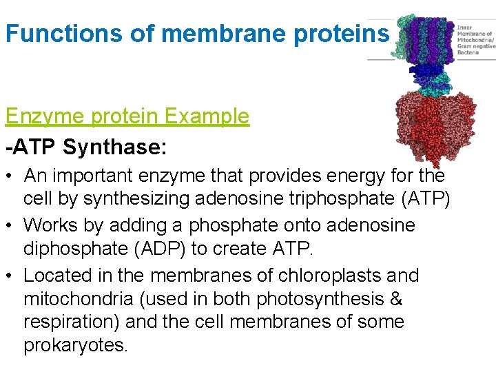 Functions of membrane proteins Enzyme protein Example -ATP Synthase: • An important enzyme that