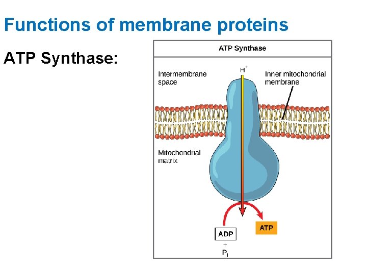 Functions of membrane proteins ATP Synthase: 