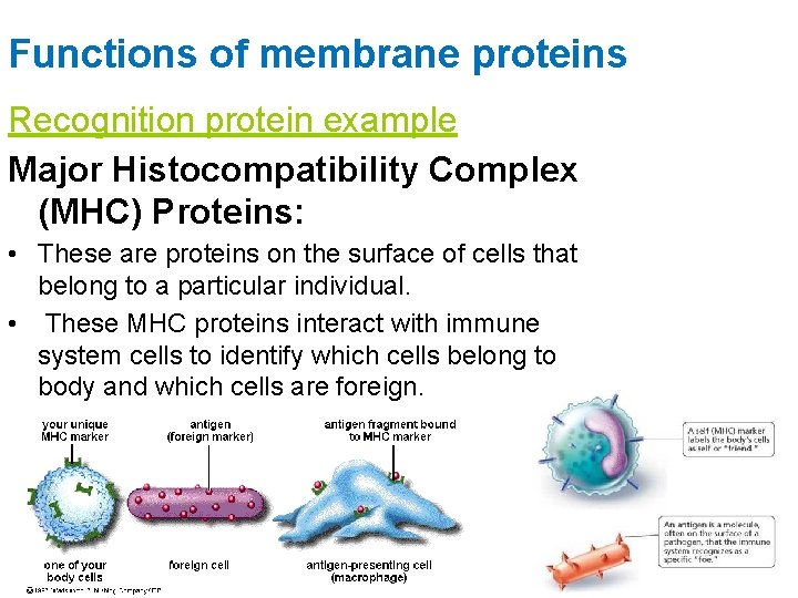 Functions of membrane proteins Recognition protein example Major Histocompatibility Complex (MHC) Proteins: • These