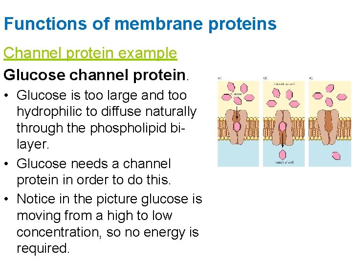 Functions of membrane proteins Channel protein example Glucose channel protein. • Glucose is too