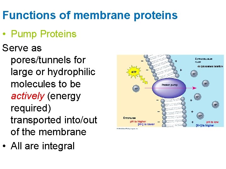 Functions of membrane proteins • Pump Proteins Serve as pores/tunnels for large or hydrophilic