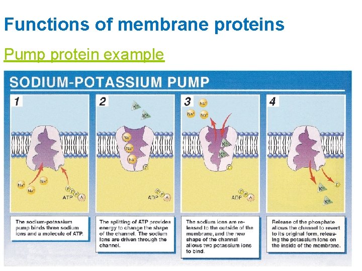 Functions of membrane proteins Pump protein example 