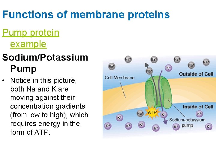 Functions of membrane proteins Pump protein example Sodium/Potassium Pump • Notice in this picture,