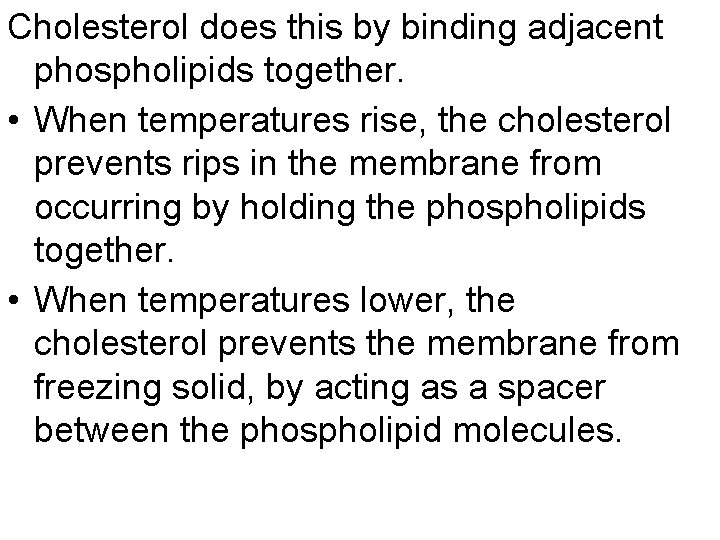 Cholesterol does this by binding adjacent phospholipids together. • When temperatures rise, the cholesterol