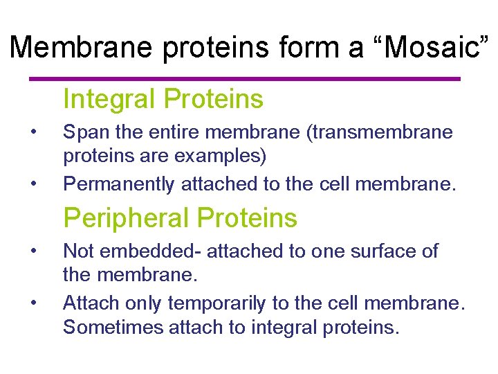 Membrane proteins form a “Mosaic” Integral Proteins • • Span the entire membrane (transmembrane