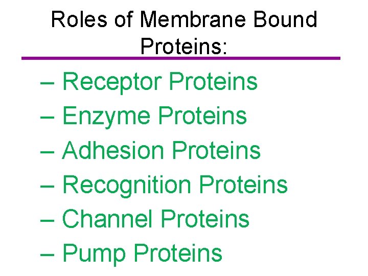 Roles of Membrane Bound Proteins: – – – Receptor Proteins Enzyme Proteins Adhesion Proteins