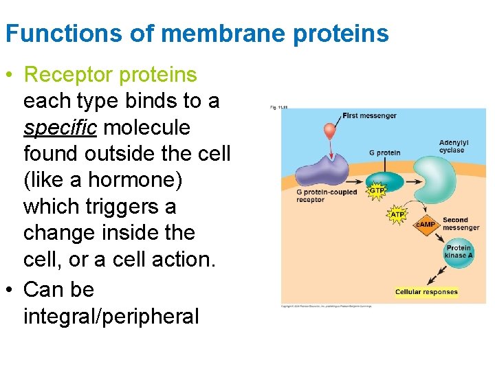 Functions of membrane proteins • Receptor proteins each type binds to a specific molecule